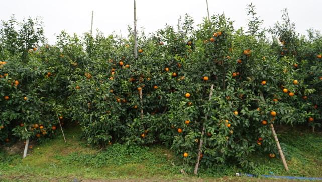 柑橘上市旺季经过沃柑产地对农产品销售的一点感想