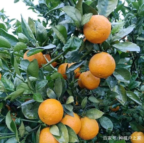 果农网络销售柑橘,是天方夜谭吗?