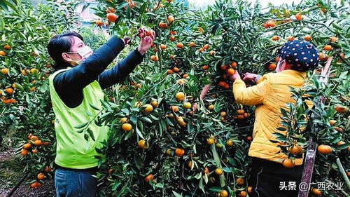 广西力促柑橘销售之十三 农户销路受阻,扶贫队员帮忙广泛发动 爱心团购千斤柑橘