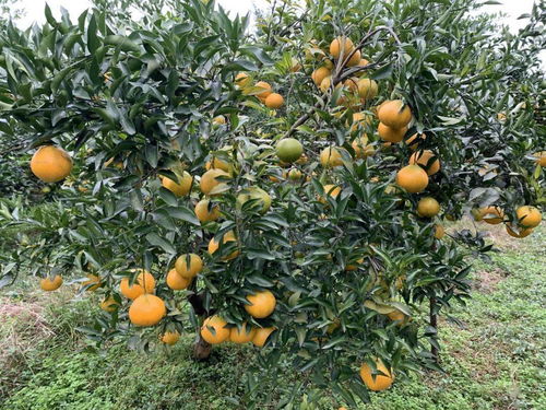 众多柑橘品种中,爱媛销售正火,可为啥果农们不跟风扩种