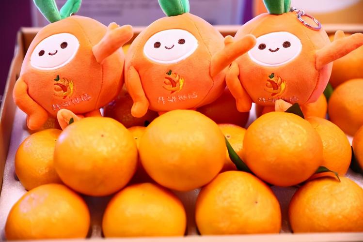 杭州组队齐吆喝井研柑橘成网红水果